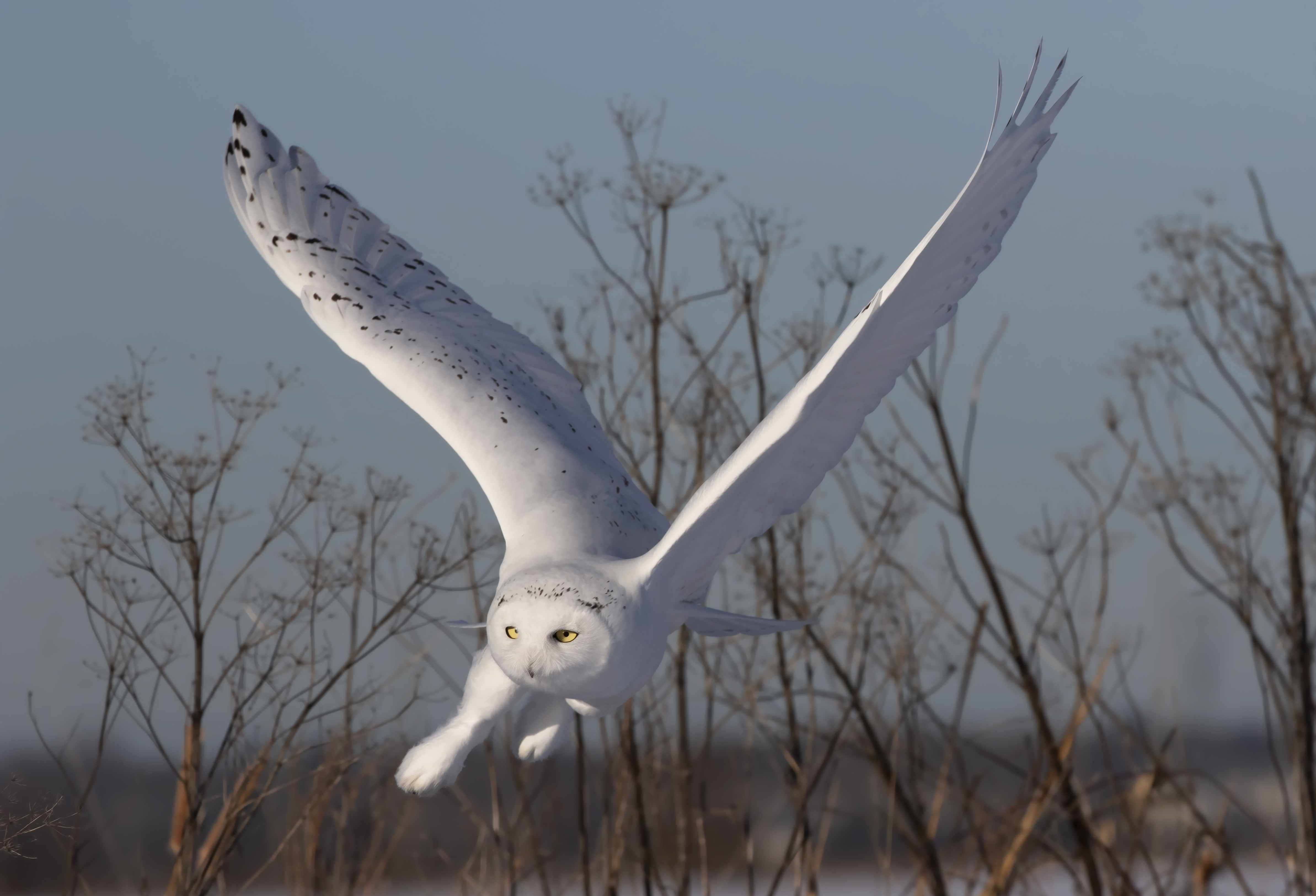 North American Snowy Owls